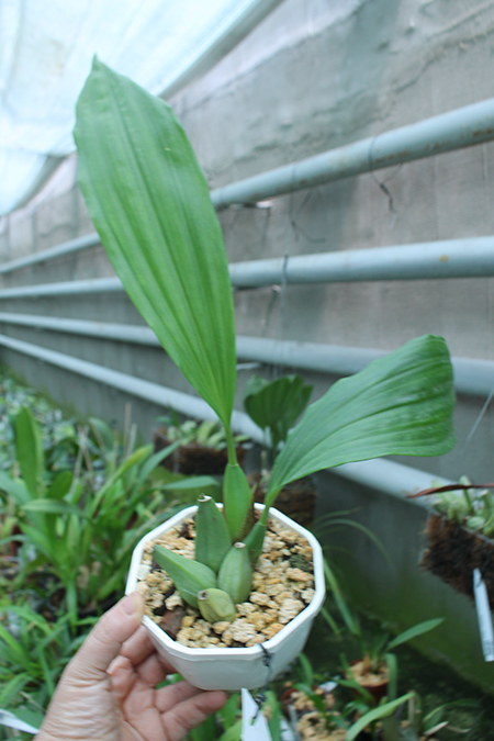 Coelogyne speciosa.jpg