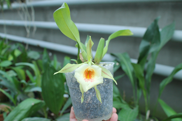 Trichopilia Senne Star (tortilis 'large' x turialbae 'alpha').jpg