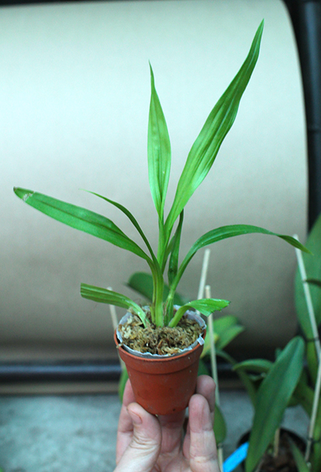 Coryanthes bruchmuelleri x sib.jpg