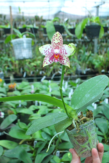 Phalaenopsis Diamond Beauty '1202' x Ld's Bear King 'YK7'.jpg