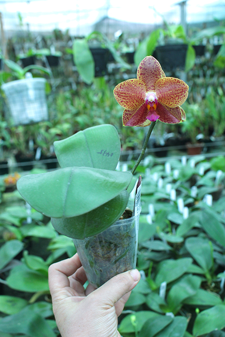 Phalaenopsis Diamond Beauty '1202' x Ld's Bear King 'YK7'.jpg