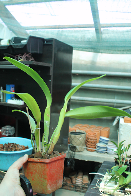 Cattleya labiata coerulea 'Bastiao' x Cattleya labiata coerulea 'Lourival'.jpg