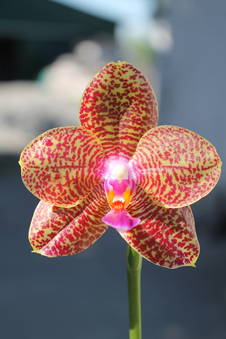 Phalaenopsis Mituo King 'Spider Web' x Black Eagle 'DT'.jpg