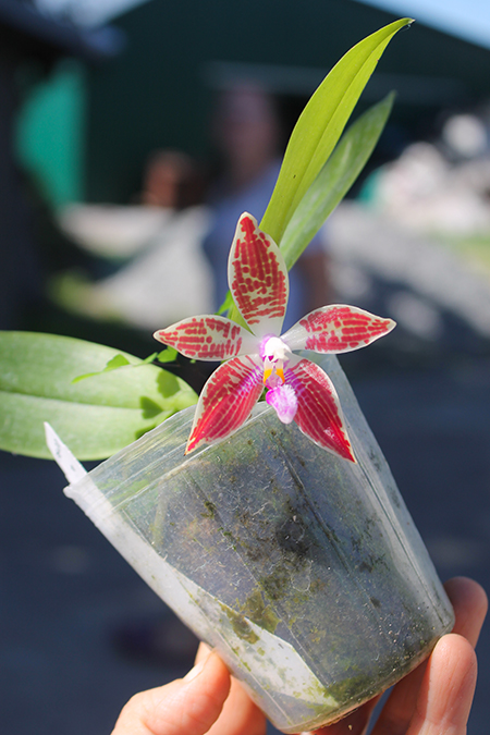 Phalaenopsis corningiana (Ching Hua).jpg