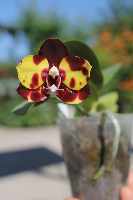 Phalaenopsis Diamond Beauty '1202' x Mituo Reflex Dragon 'B-1'.jpg
