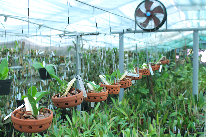 Cattleya walkeriana alba x sib.jpg