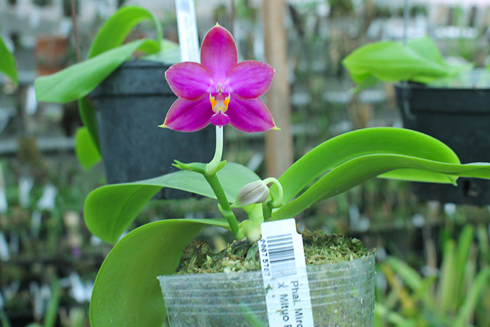 Phalaenopsis LD's Bear King 'YK-14' x Miro Super Star.jpg