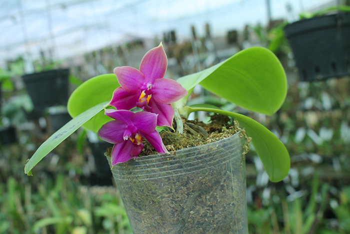 Phalaenopsis Miro Super Star 'Rainbow' x Mituo Prima 'Mituo #1'.jpg