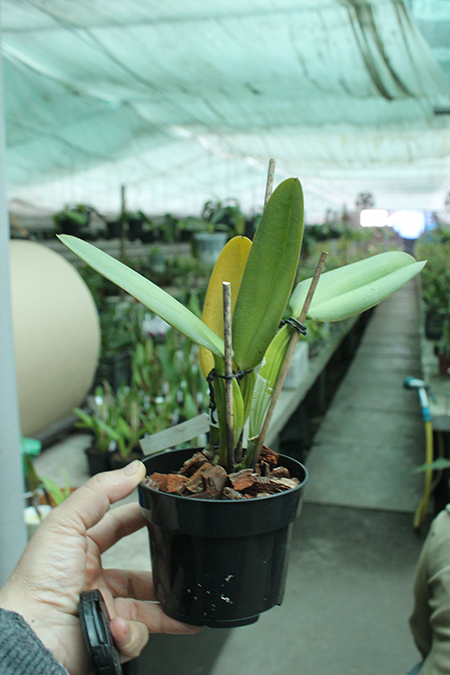 Cattleya warneri coerulea 'Suzuki' x warneri coerulea 'Carolina'.jpg