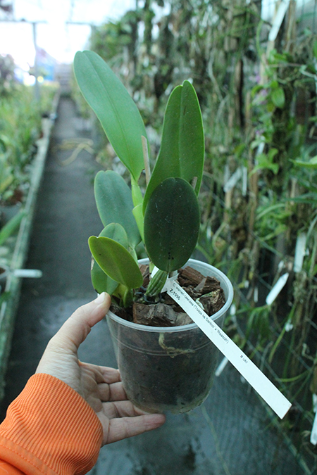 Cattleya warneri coerulea 'Todos os Santos' x warneri coerulea 'Raasch'.jpg
