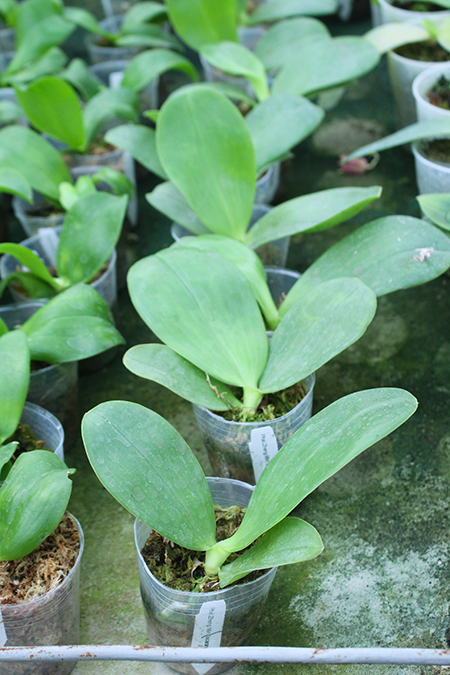 Phalaenopsis Zheng Min Jacaranda 'Yungho'.jpg