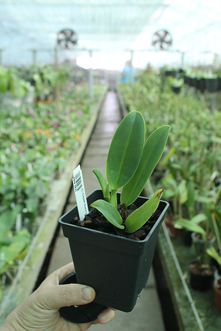 Cattleya Chief Sunny 'Sun Kiss'.jpg