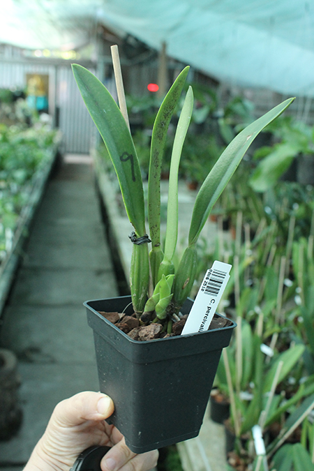 Cattleya percivaliana.jpg