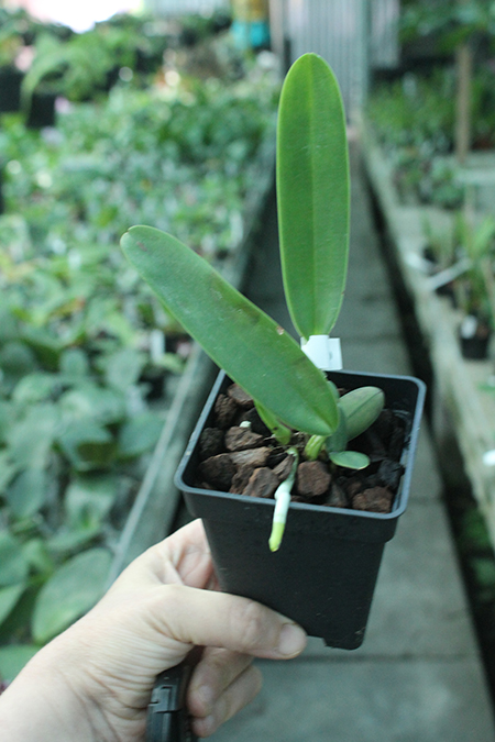 Cattleya quadricolor flamea 'All Star' x quadricolor 'AWZ'.jpg