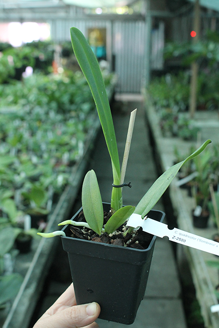 Cattleya quadricolor ('Sombrero' x flamea 'AWZ').jpg