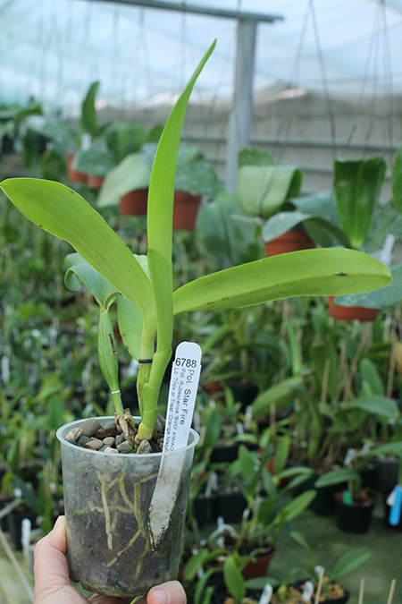 Potinara Star Fire.jpg