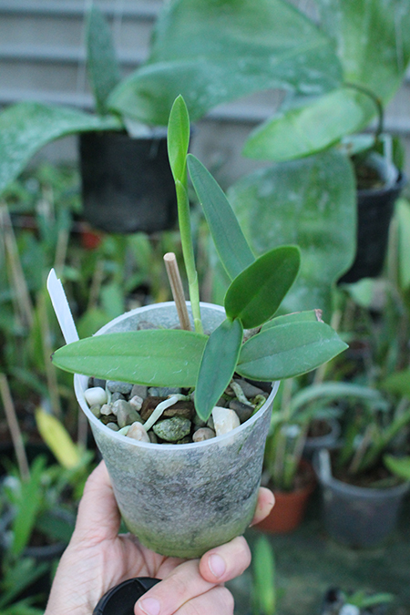 Cattleya Becky Culver (Loddiglossa coerulea 'SVO' x bicolor coerulea 'SVO').jpg