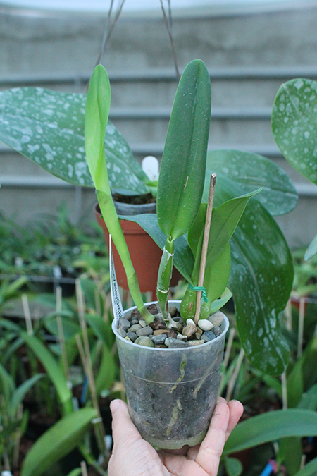 Brassolaeliocattleya Tropical Upgrade.jpg