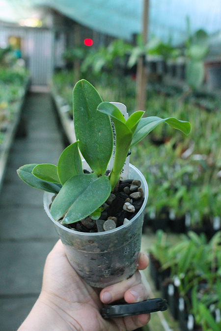 Cattleya violacea flamea 'SVO' x violacea flamea 'Icabaru'.jpg