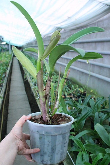 Potinara Luna Jaune 'Celebration' x Brassavola digbyana.jpg