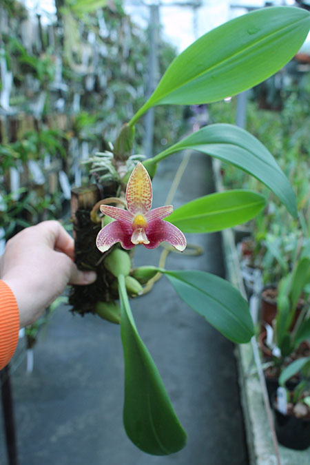 Bulbophyllum sumatranum.jpg