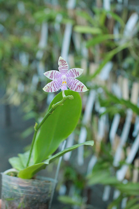 Phalaenopsis (speciosa 'All Purple' x Tzu Chiang Tetralitz).jpg