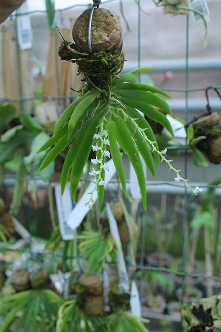 Ornithocephalus inflexus.jpg