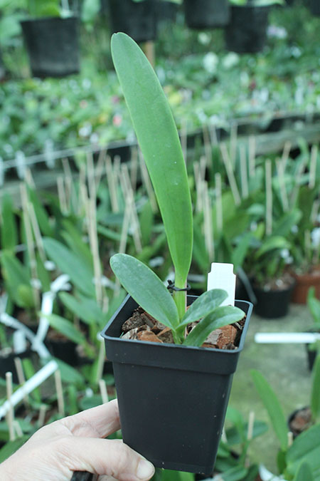 Cattleya trianae concolor.jpg