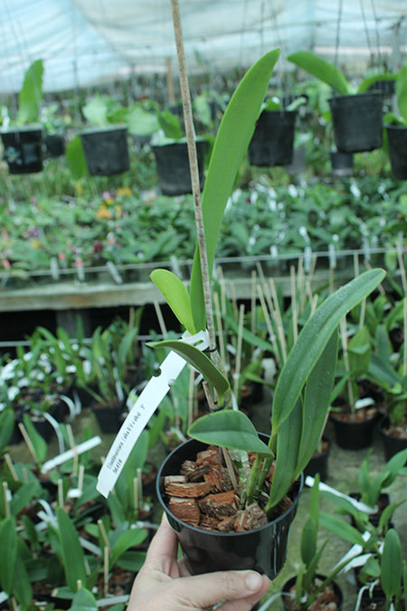 Cattleya lueddmanniana (alba BV x alba).jpg