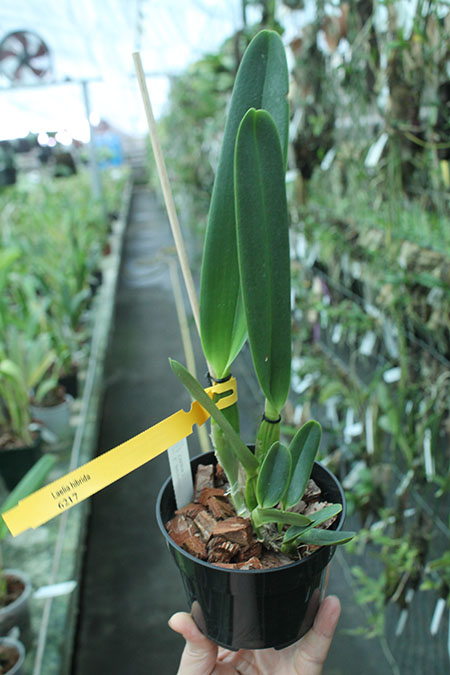 Laelia purpurata carnea ('Rosaura' x 'Ohara').jpg