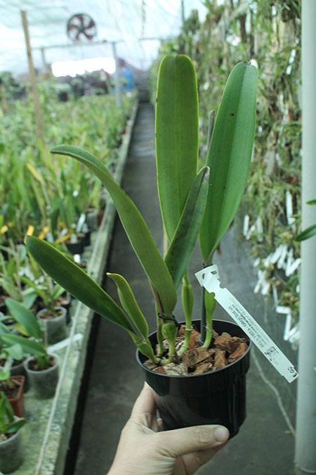 Cattleya labiata rubra ('Franchinii' x 'Redonda').jpg
