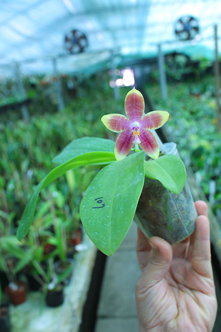 Phalaenopsis Zheng Min Muscadine '323' x speciosa '41-S'.jpg