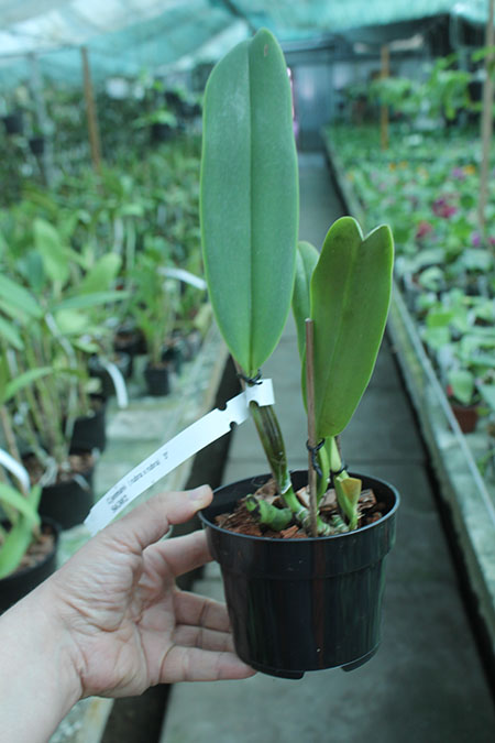 Cattleya jemannii (rubra x rubra).jpg