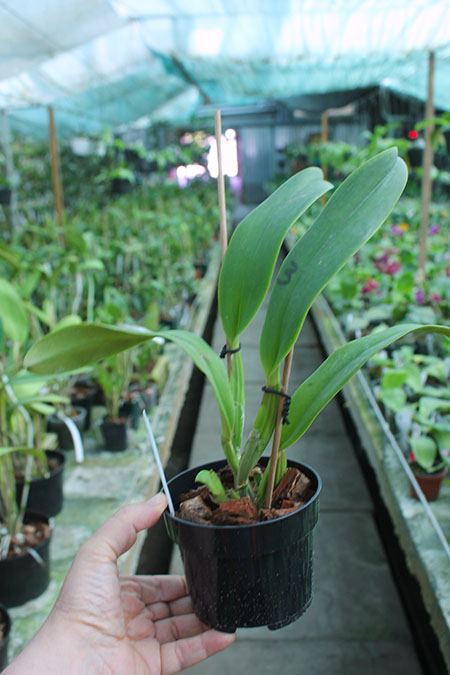 Cattleya jenmanii coerulea.jpg