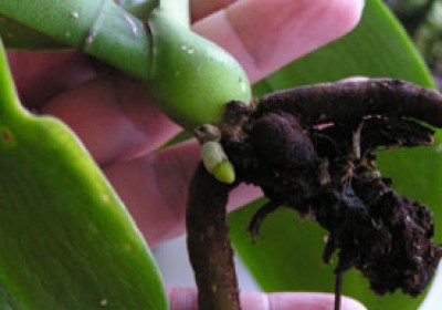 Ушкин корешок