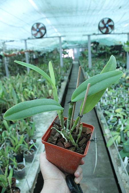 Cattleya maxima 'Peruana' x SELF.jpg