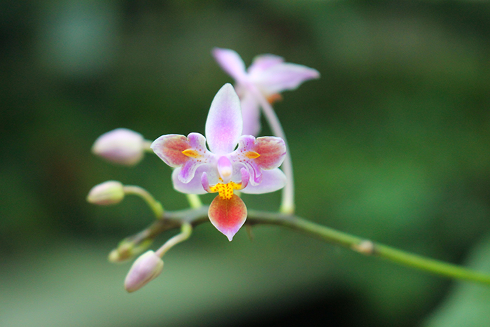 Phalaenopsis equestris three lips.jpg