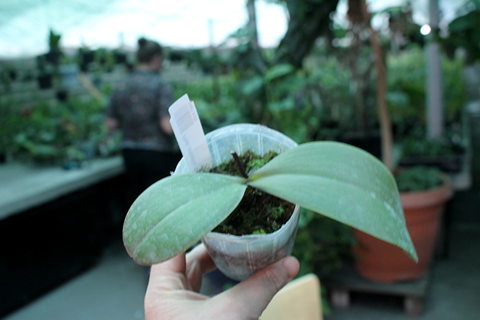 Phalaenopsis amabilis 'Sabah'.jpg