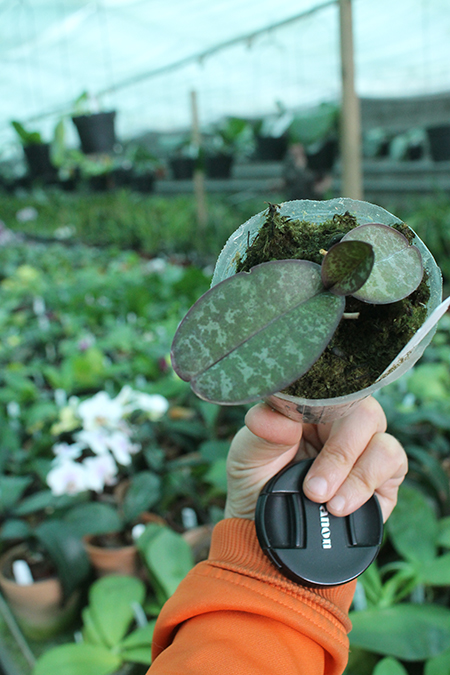 Phalaenopsis stuartiana yellow x sib.jpg