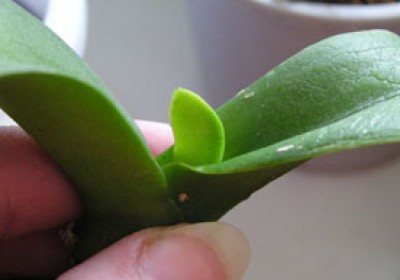 Плоский листик