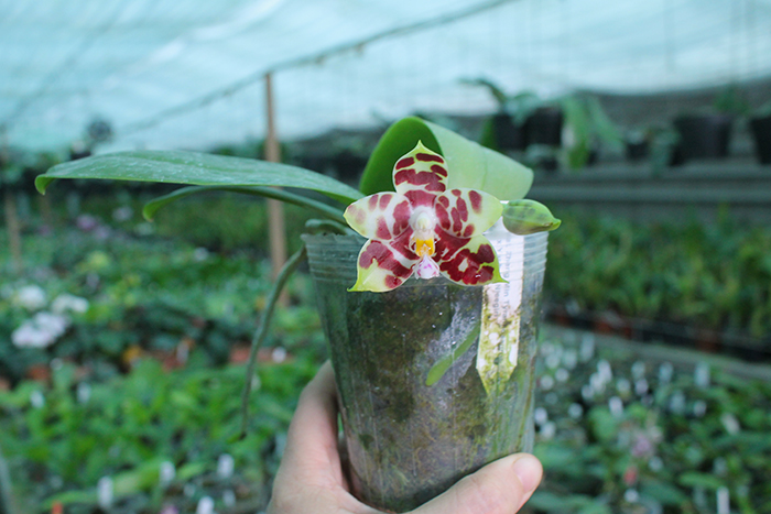 Phalaenopsis Yaphon Nicegirl x Zheng Min Tyrannosaurus.jpg