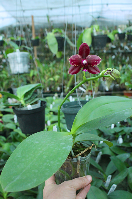 Phalaenopsis Diamond Beauty '1202' x Ld's Bear King 'YK7'.jpg