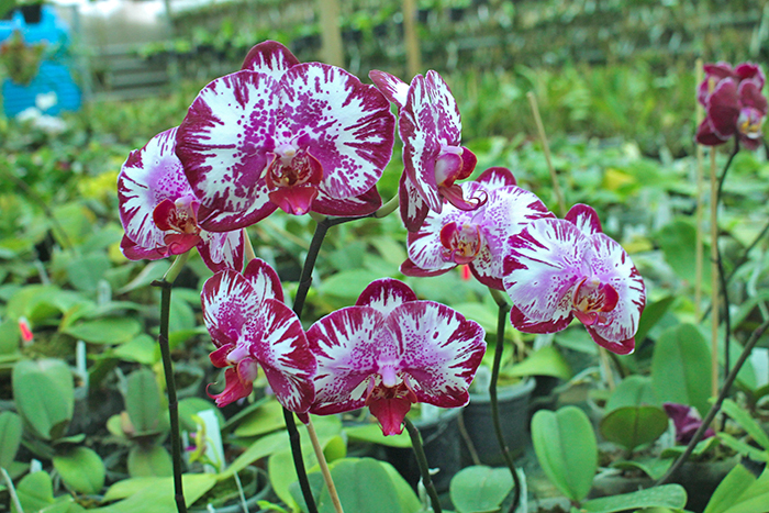 Phalaenopsis Lianher Focus.jpg