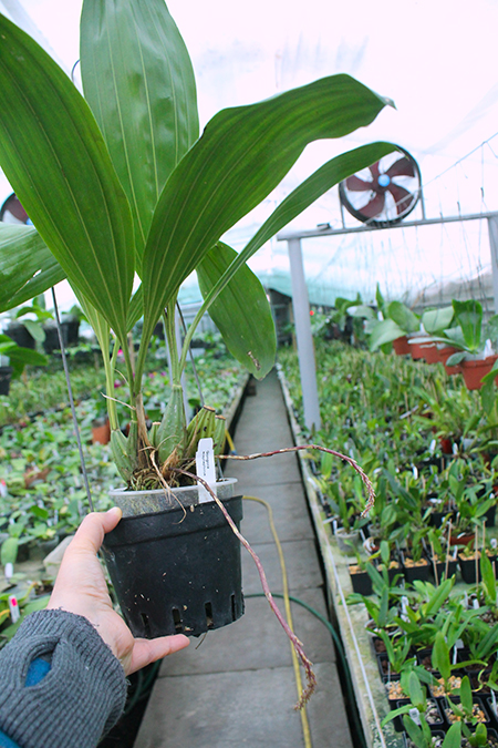 Gongora scaphephorus.jpg