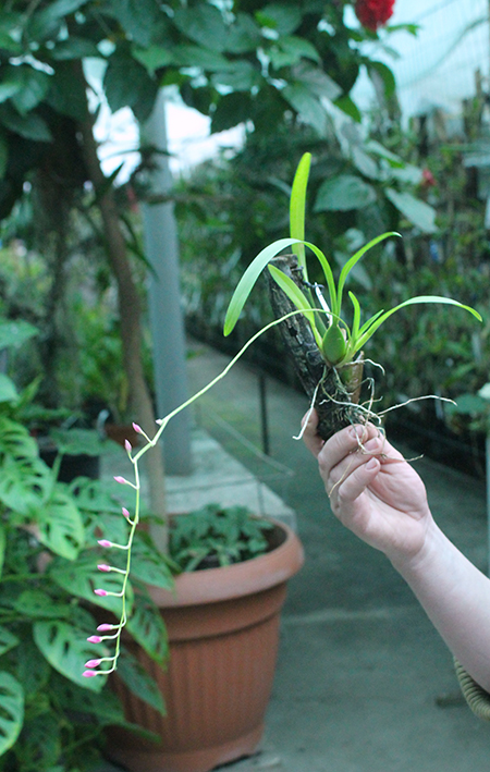 Oncidium strictum.jpg