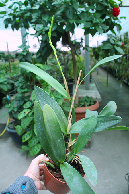 Panarica ionocentra.jpg