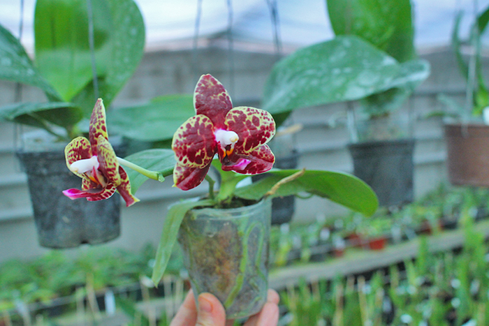 Phalaenopsis Diamond Beauty '1202' x Mituo Reflex Dragon 'B-1'.jpg