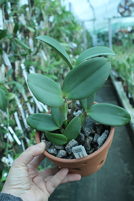 Chapeu x guarapari.jpg