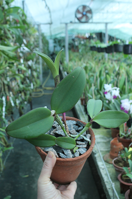 formosinha x guarapari.jpg