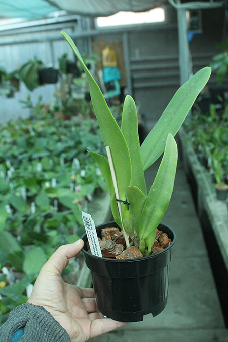 percivaliana alba Canaima's malandro x select.jpg